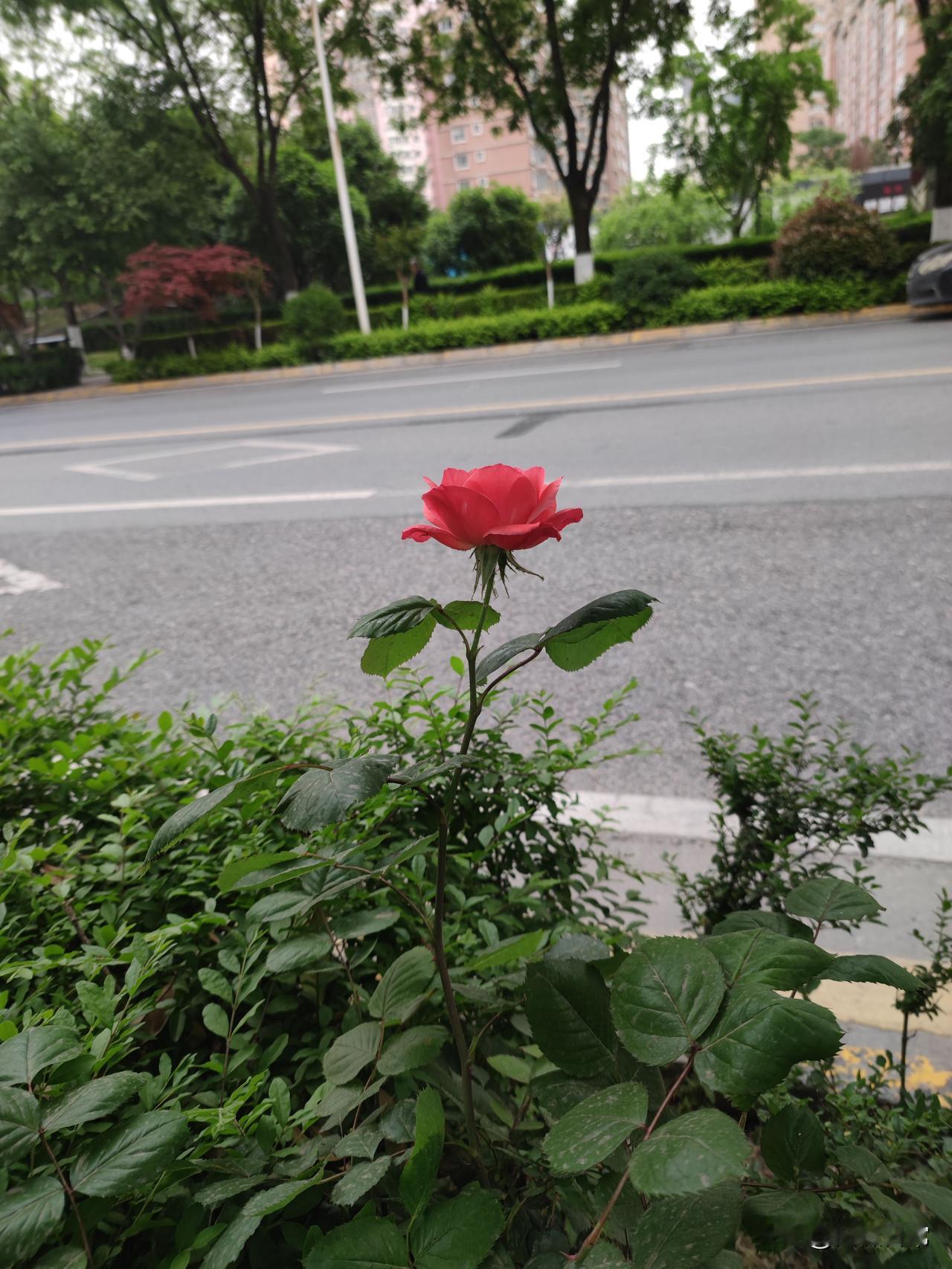 @豆包帮我点评生活中，您喜欢拍花的照片吗到底有没有‘拍花’的