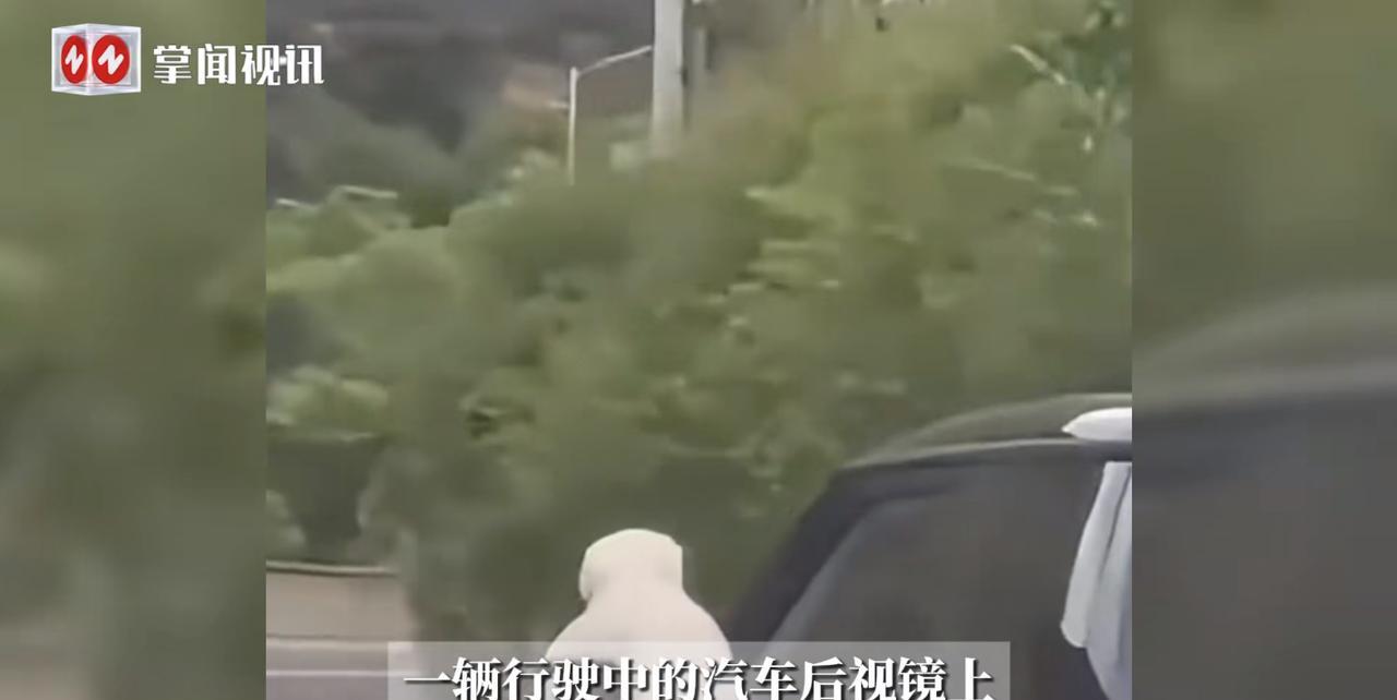 “严查到底！”近日，贵州贵阳，一女子在开车行驶过程中，竟把一只小狗放在了自己车子
