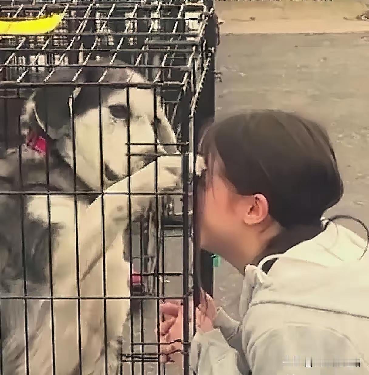 “两年了，它还记得我！”长沙狗市惊现奇迹重逢！女子泪崩抱回走失爱犬，全场动容：这