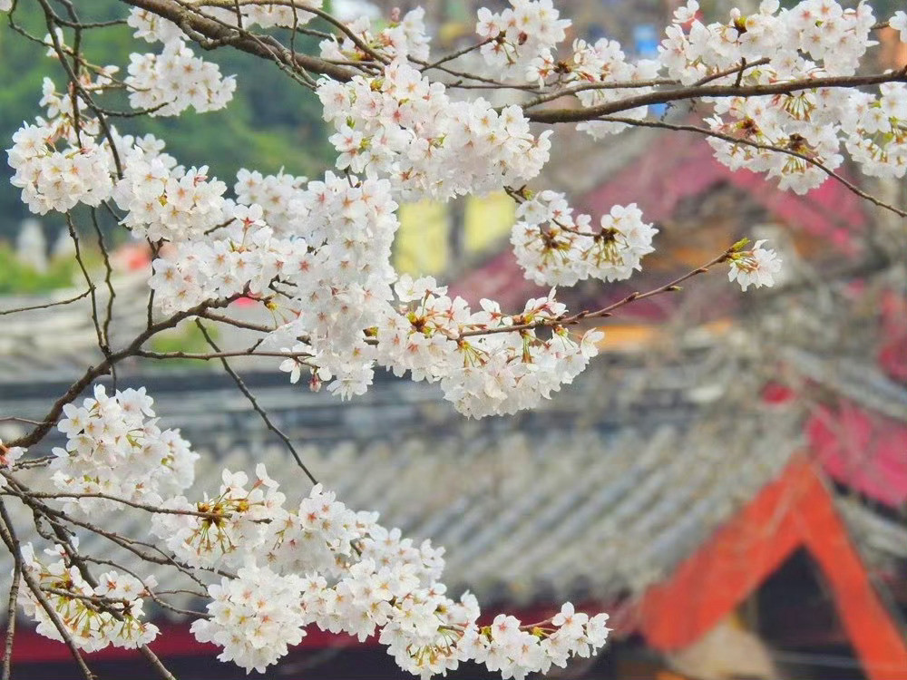 南京鸡鸣寺，每年樱花盛开时节，满树烂漫，如云似霞🌸