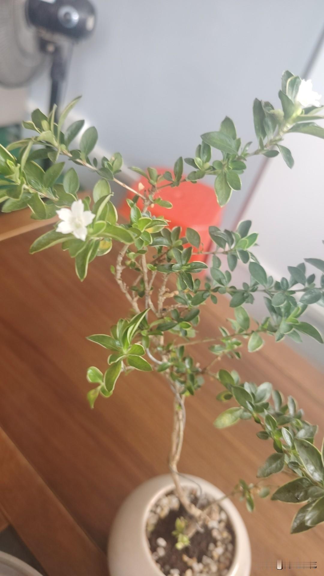 发现没老公高的老婆矮，老公大多都会特别疼老婆，老公勤快的老婆通常比较懒，