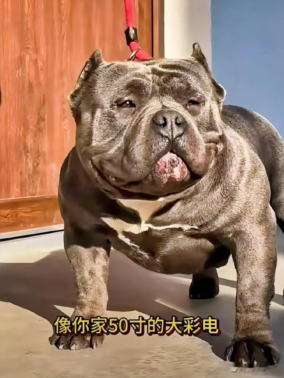 初见恶霸犬，常会被它们敦实的身形、宽大的嘴套震慑到，甚至有人戏称它们像“50寸大
