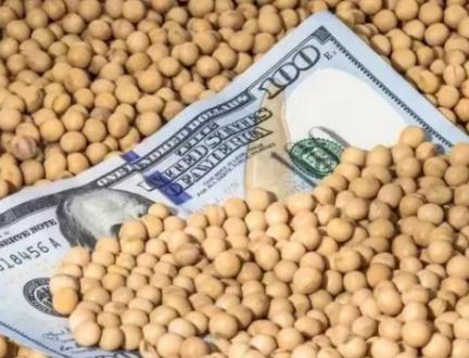 美国的那些大豆为什么非要卖给咱们？说白了，如果可以的话，美国大概率巴不得将自己的