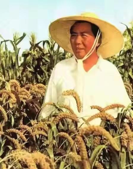 毛主席神采奕奕，看着丰收在望的谷穗，喜笑颜开！毛主席一生都把农民、农村、农业装