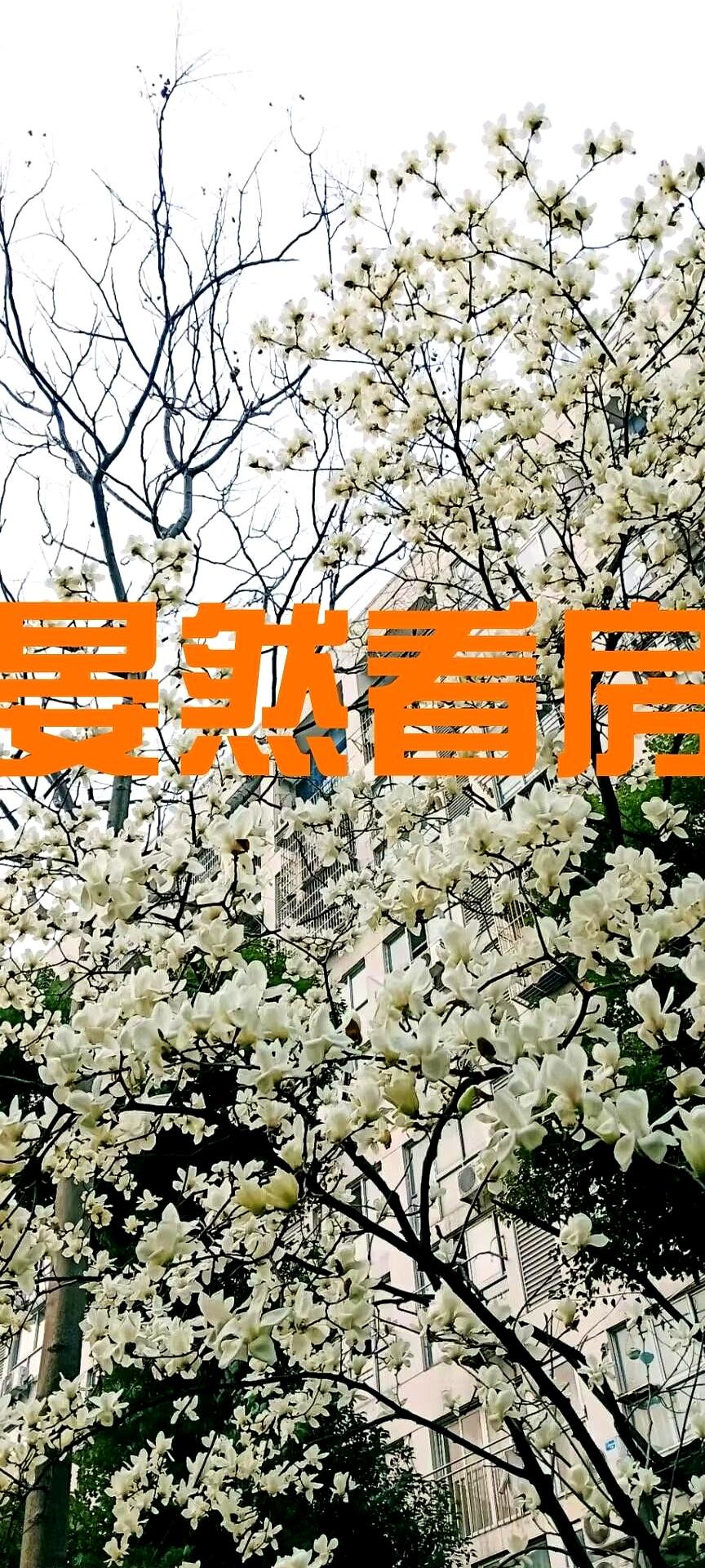 成都2026年的楼市像拧紧的两端：核心区在火，远郊在冰。全市新房均价18524