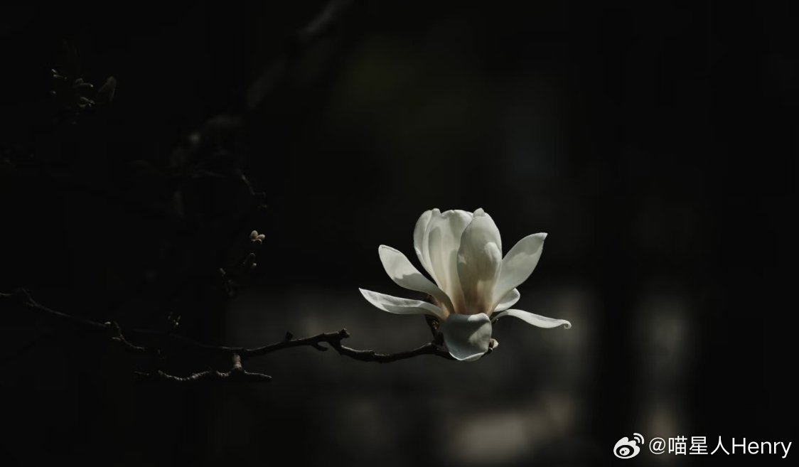 [比心][比心][比心]白玉兰种植方法[比心][比心][比心]白玉兰，真的像大家说的那么娇贵