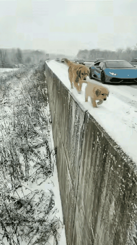 泪目了！这天由于下起了暴风雪，一只可怜的流浪狗妈妈只好带着自己的孩子去找寻可以遮