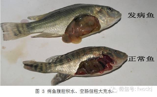 几种常见的鱼类绦虫病的防治方法