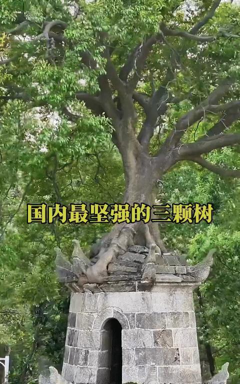 国内最坚强的三颗树，一颗比一颗神奇，不得不佩服大自然之神奇！