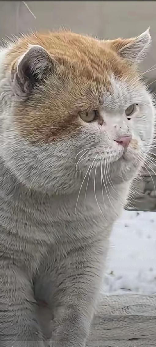 真不愧是靠实力成为网红！网红流浪猫，面容沧桑，浑身脏兮兮的，让人看了不禁心头一