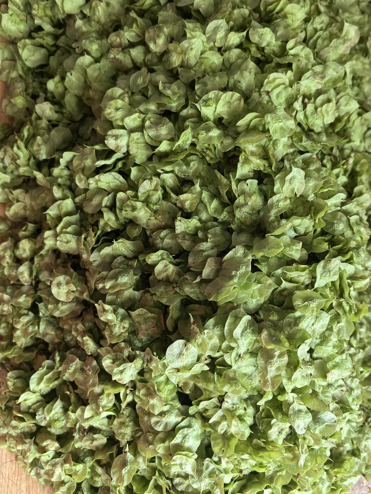 都说开春要吃点野菜，内地的朋友告诉我，他们那里的榆钱一斤要八元钱，正好我家院子里