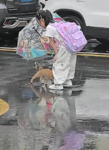 “上人民日报了！”湖北襄阳，雨里一只流浪猫拦住了去路。小姑娘没绕开也没迟疑，直接