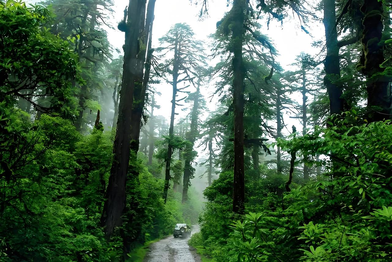 中国十大原始森林排行榜原始森林是地球的绿色秘境，是野生动植物的天然家园，更是