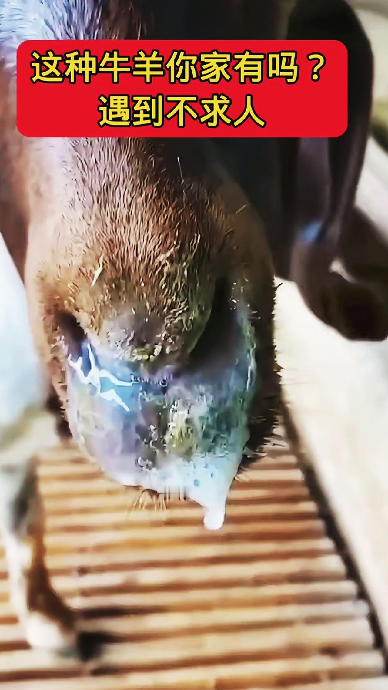 养羊人农村养羊牛羊感冒流鼻涕