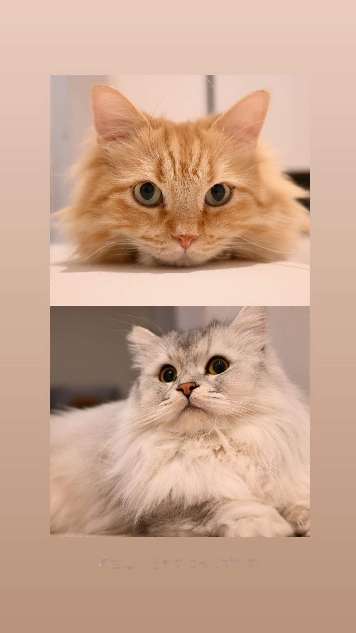 岩本蓮加　れんかぐらむ