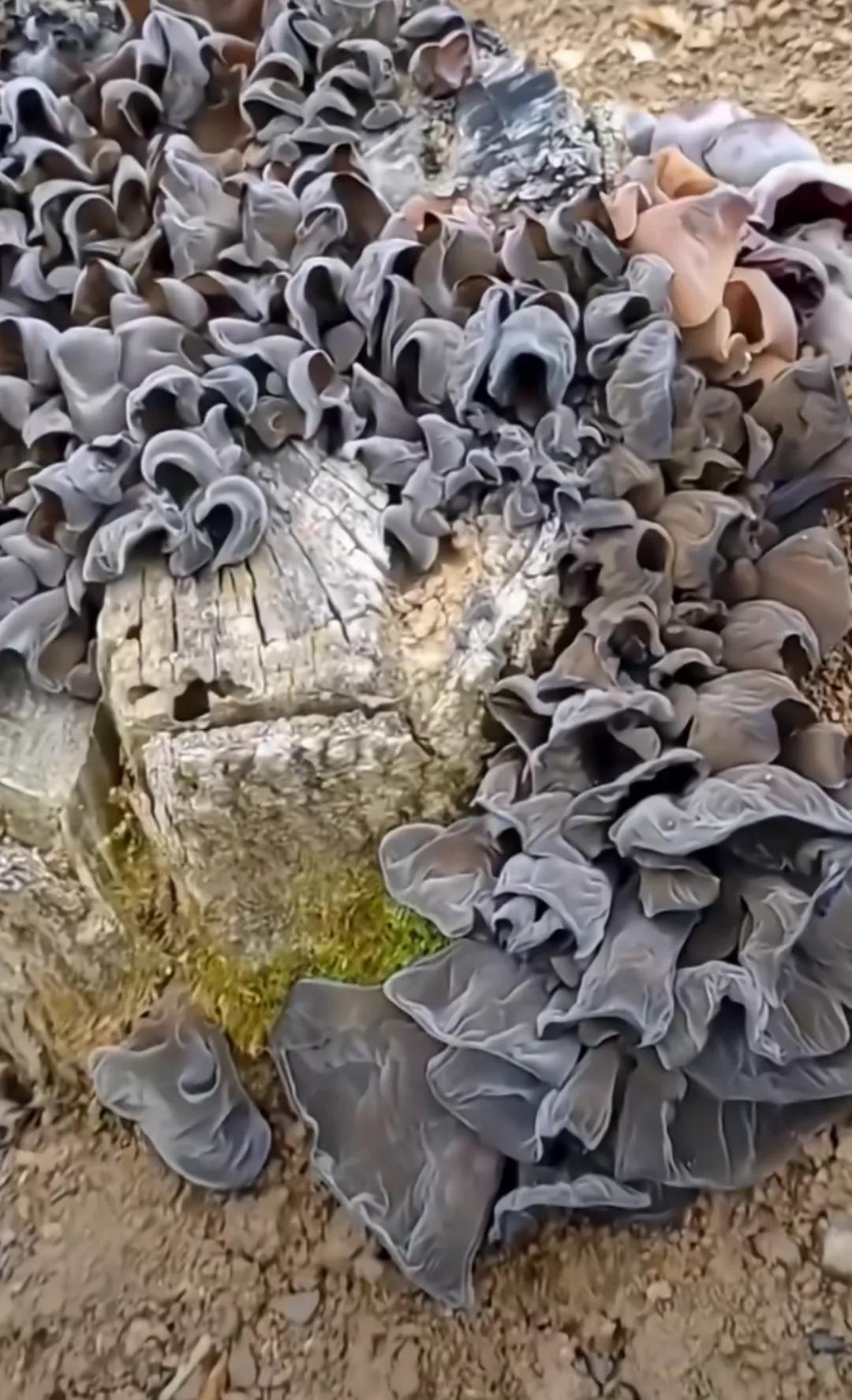 后院一根老树根长满了木耳，很想采来炒菜吃，问下行家:这样的有毒没有，到底