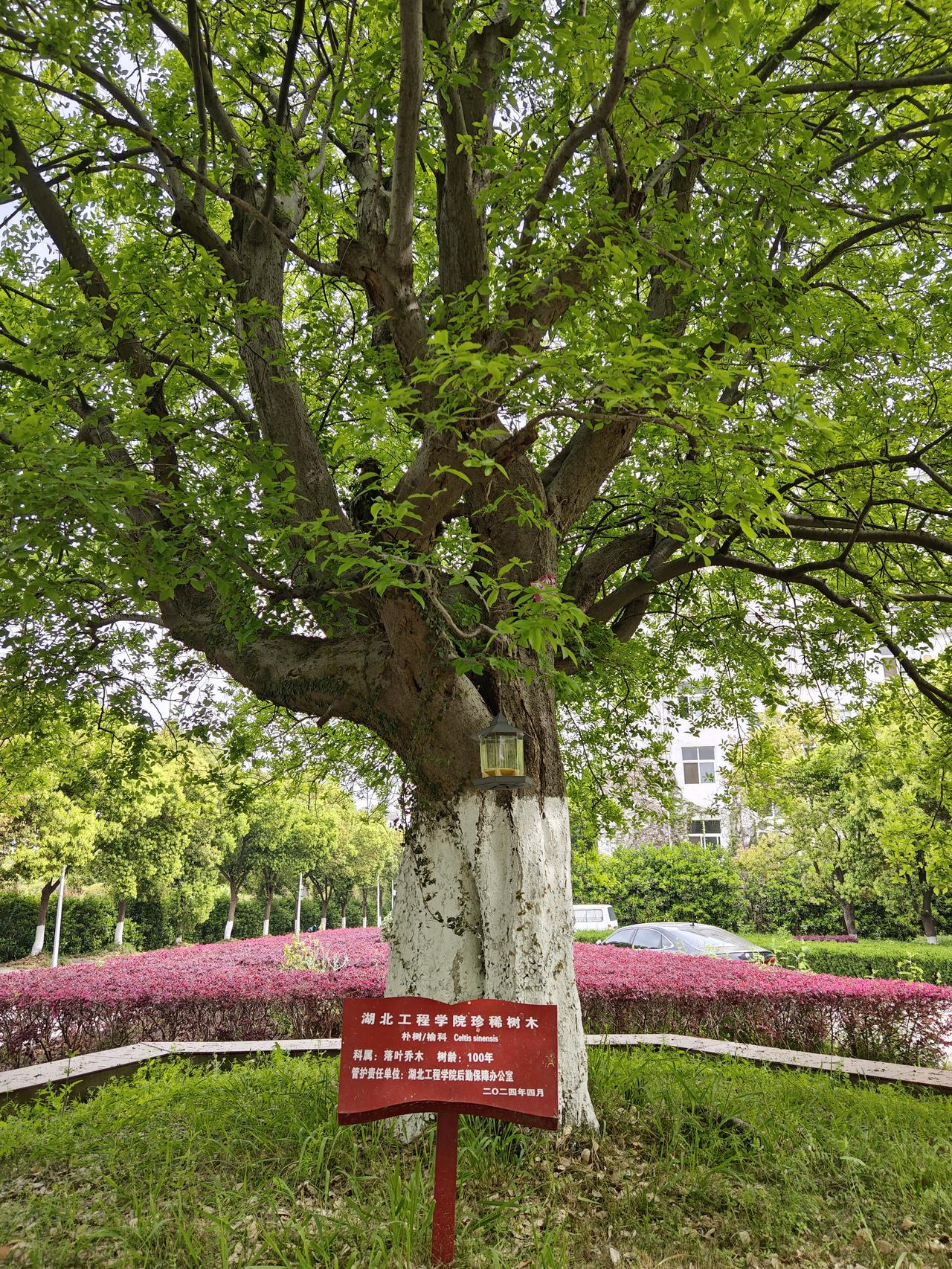 湖北工程学院内有一棵百年朴树，属榆科落叶乔木。树龄100年，由学校后勤保障办公室