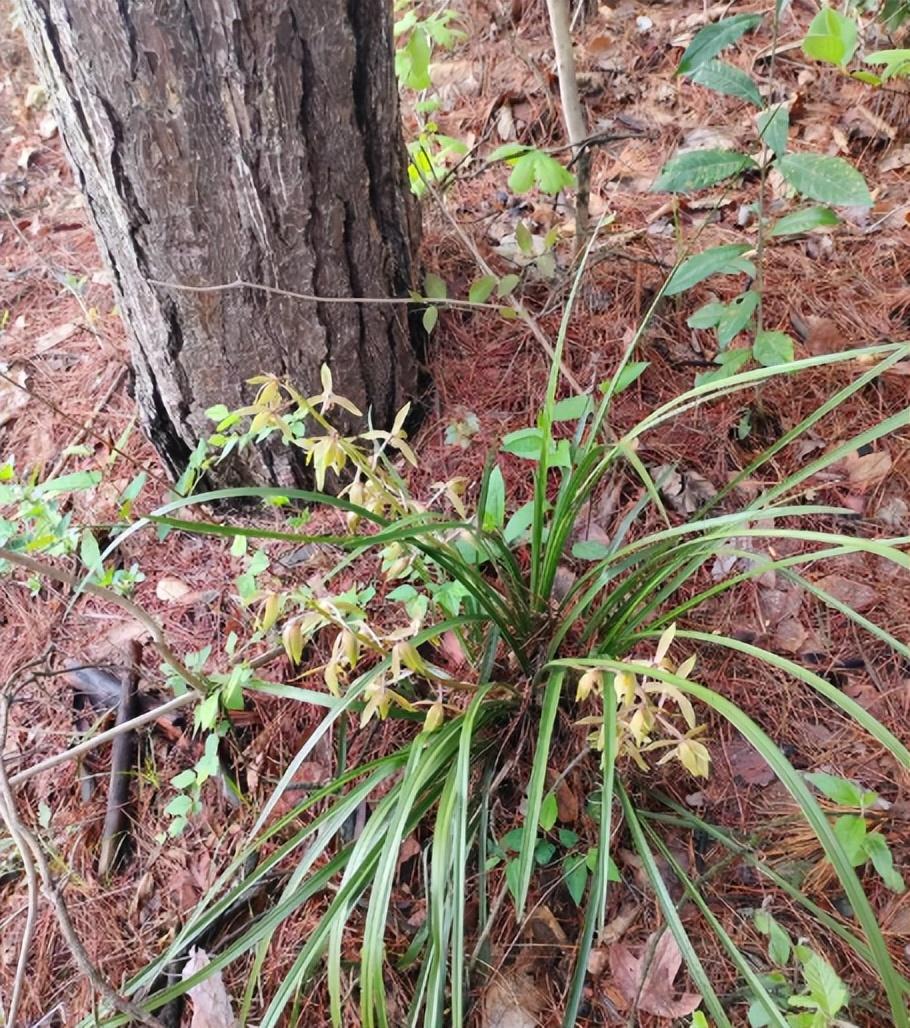2株以上就犯法！2024年河南男子挖8株售卖，75元换来1年4个月刑期！🤫