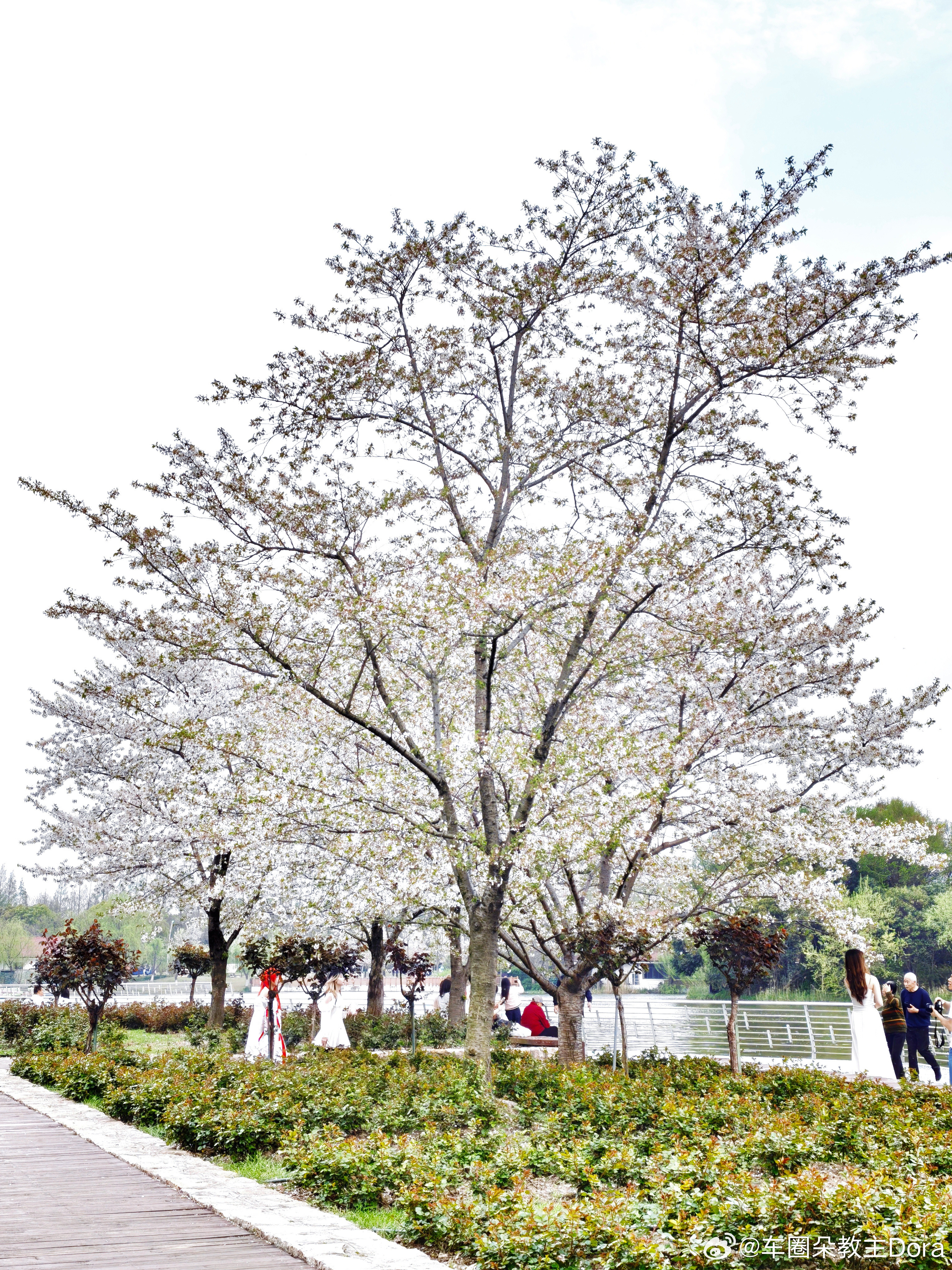 花了二十大洋，我也算是赶上了看樱花的尾巴！