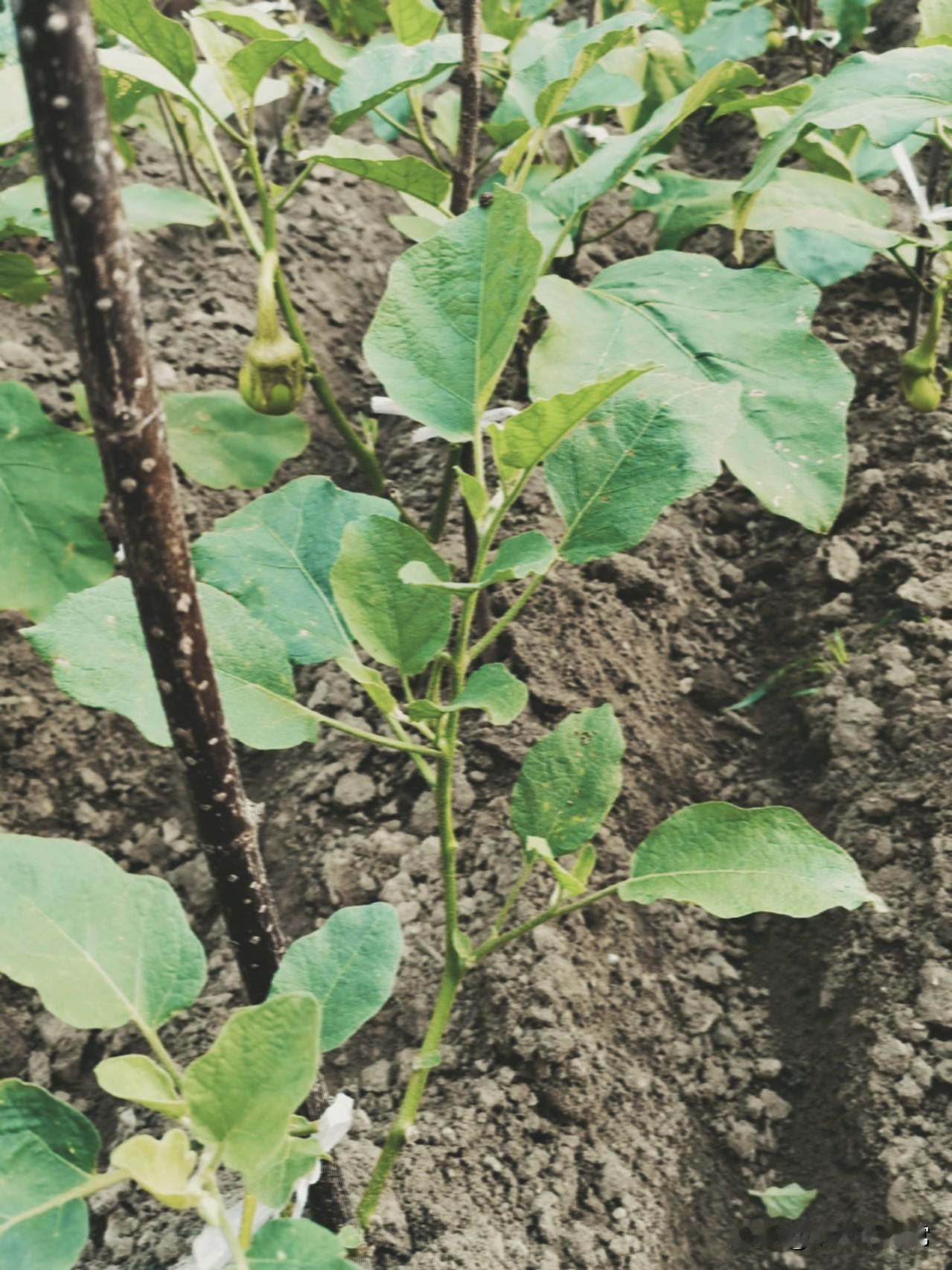 种菜千万别大水漫灌！茄子、辣椒、豆角、南瓜这四种蔬菜，适度干旱才更容易坐果。
