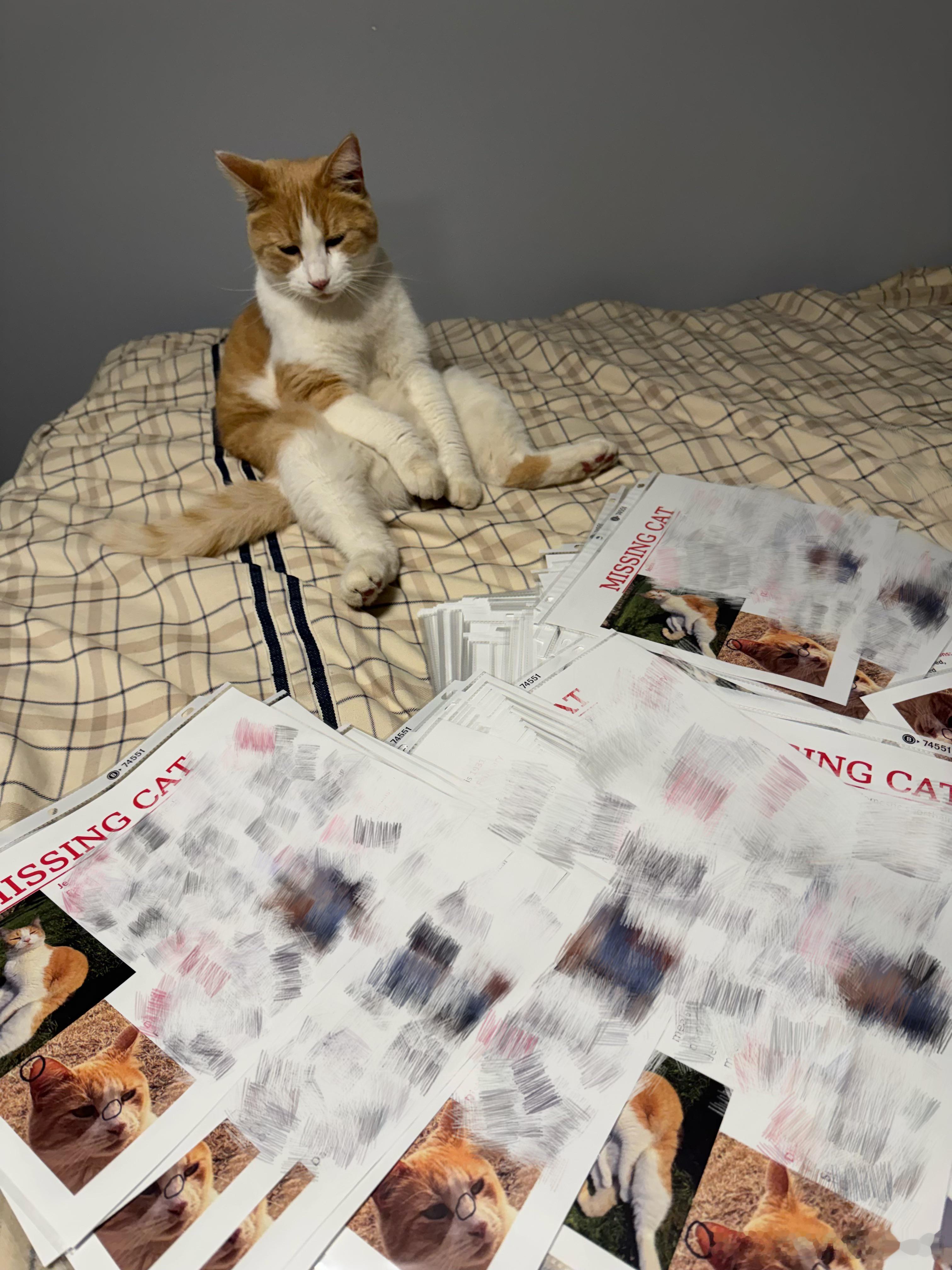 花了100刀印好寻猫启事了，结果猫自己溜达回来了.....