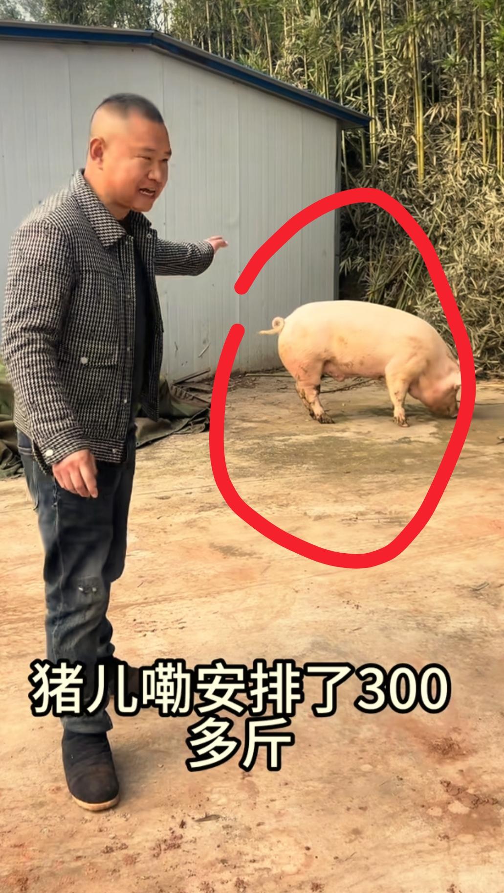 我预料到了农村四哥会摆泡猪宴也预料到了他会拿村里300斤的猪出来给大家吃但万