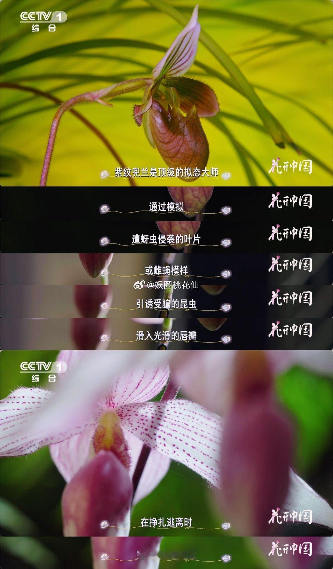 居然还有兰花长得像拖鞋原来花也很狡猾谁能想到兰花会有拖鞋的模样，紫纹兜兰就是这