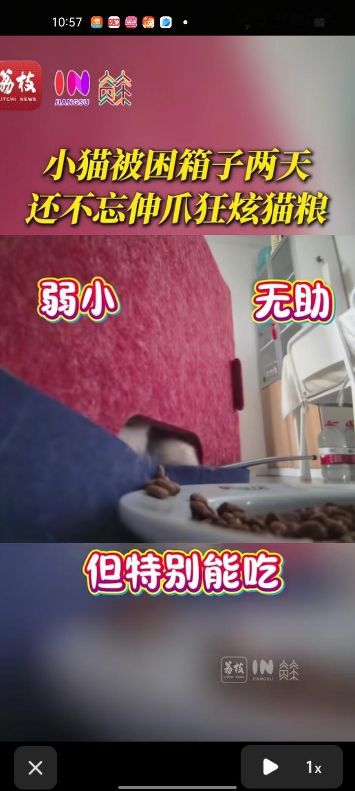 2月24日，上海。主人通过监控发现自家小猫不慎打翻箱子，被困两天，它显得弱小又无