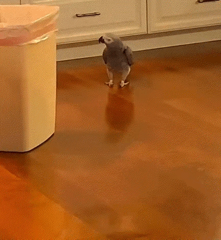 有一些鸟真的不合适在地上行走，飞起来那么帅，为什么地上走就变得很滑稽？