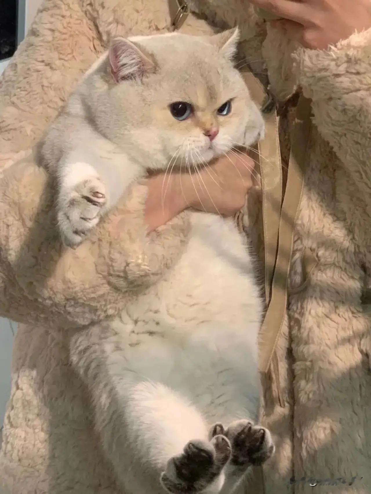 乖宝，你是一头猪咪！​​​