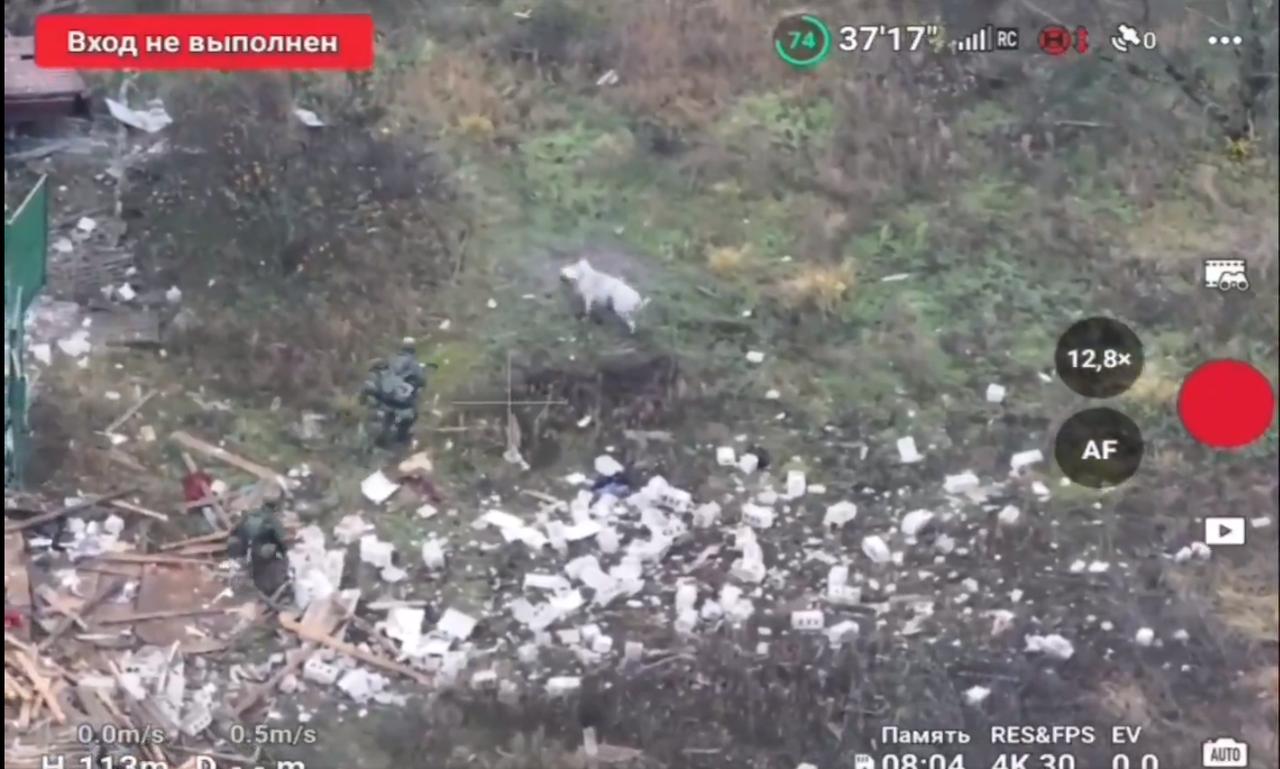 乌克兰战场上的一头猪踩到地雷，救了俄罗斯士兵的命，并准确地告诉他们雷区在哪里。这