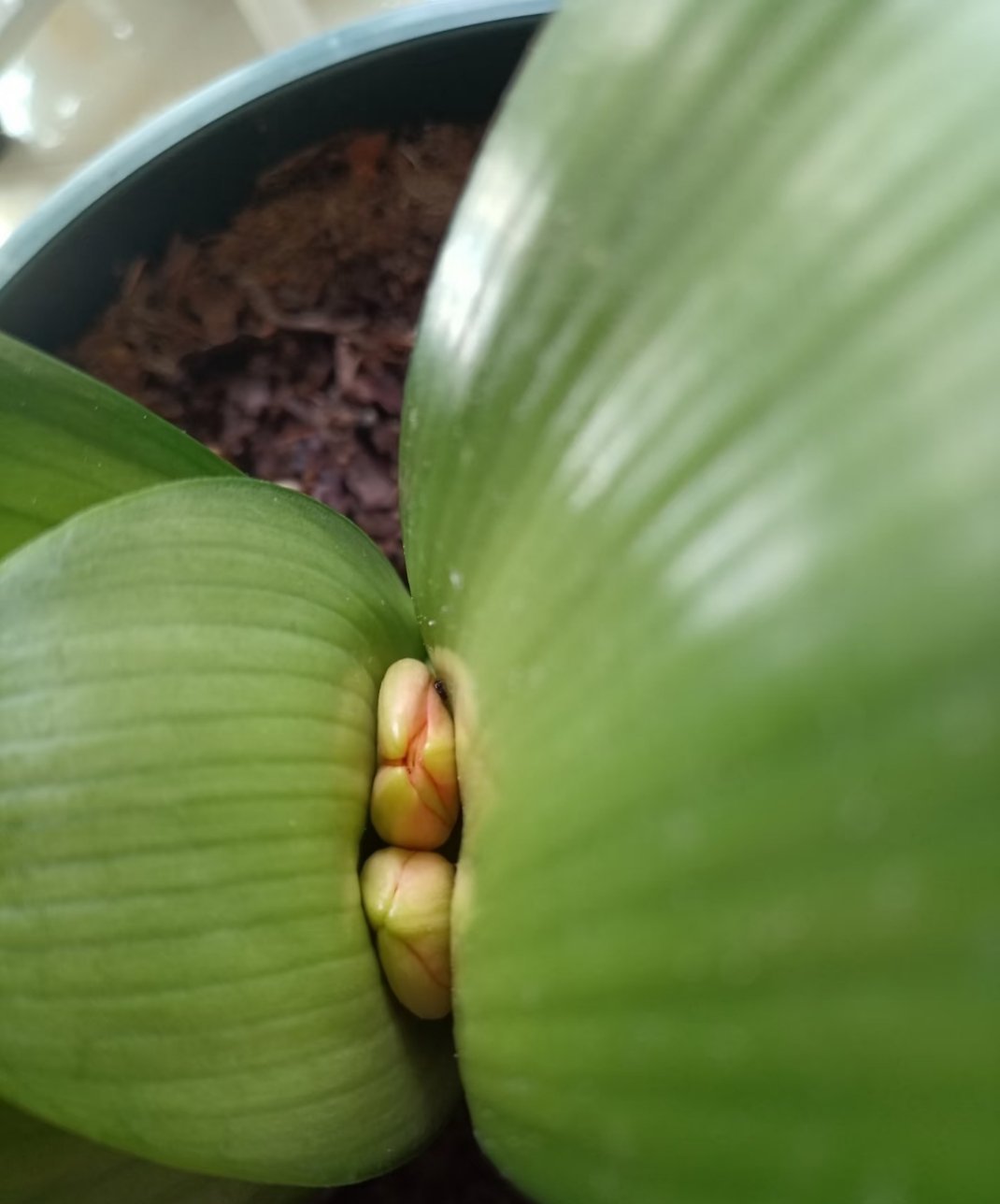 养了三年开了这么个玩意，不掰开都看不着搞笑幽默东莞