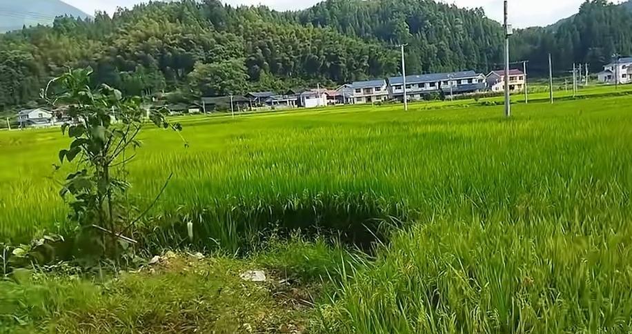 有个奇怪的问题：现在，中国不少农村地区，许多年轻都在城市打工，农村种地的人越来越