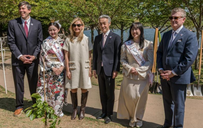 高市早苗前脚送完250棵樱花树，特朗普后脚就砍了60棵，其中一棵还是1912年送