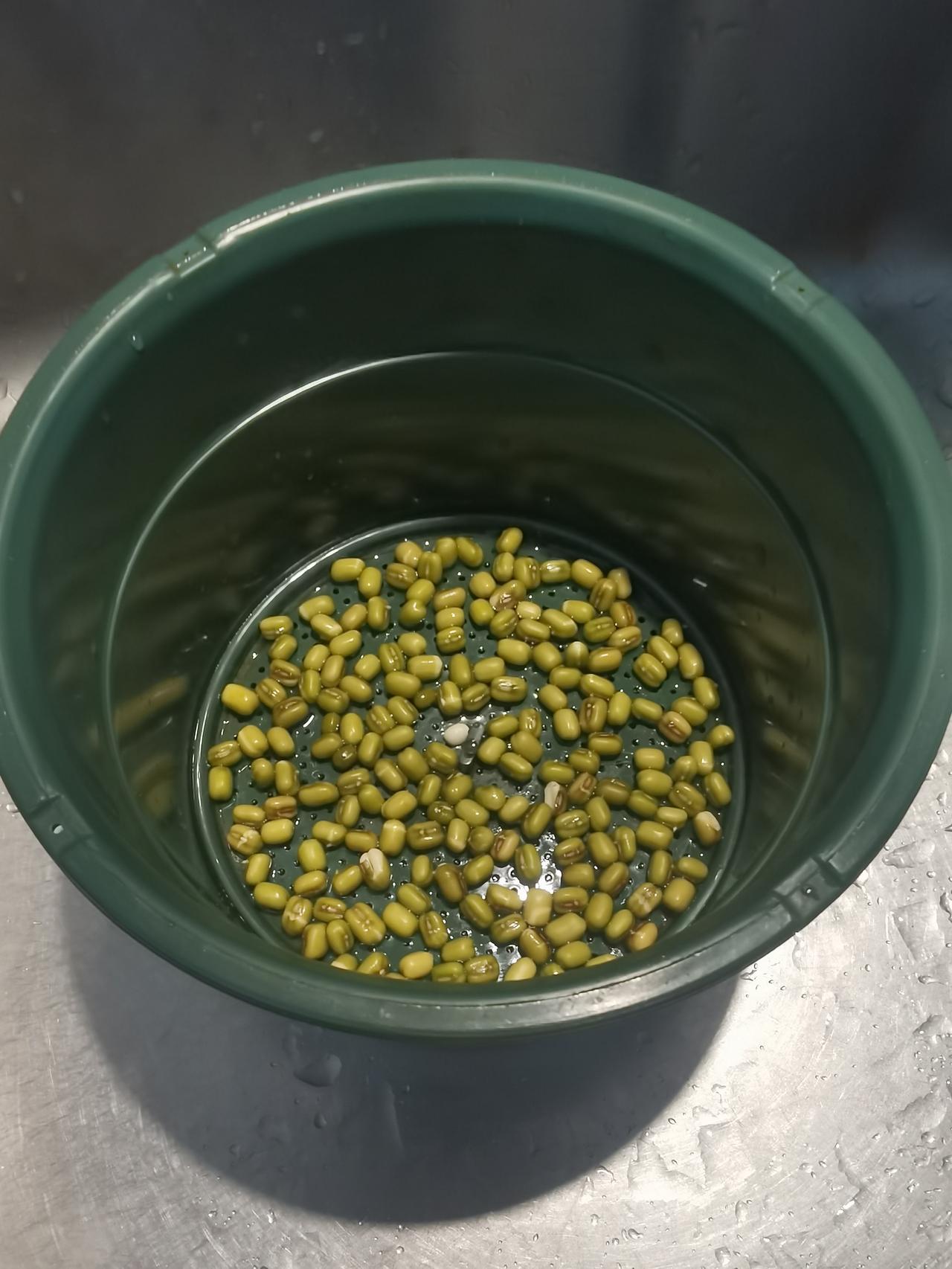 今天的早餐，又是豆芽！自己发的豆芽，现在的天气，四天就能收一茬，一周基本上能