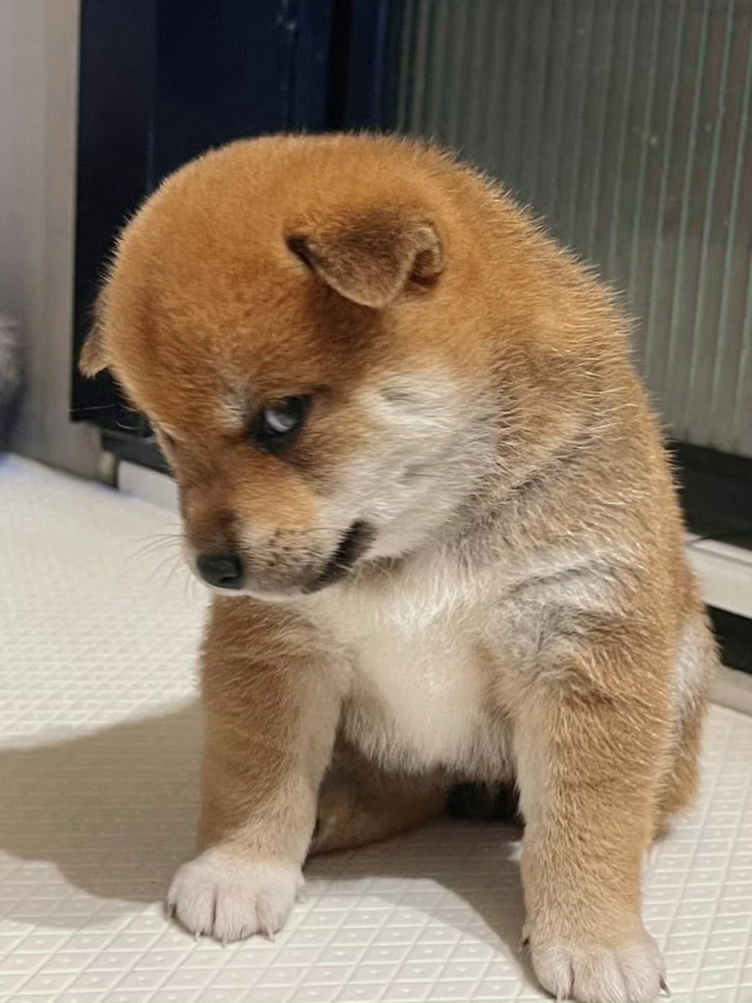 哥他们说我是一只茂密我哥不可能是一只狗的随说的！