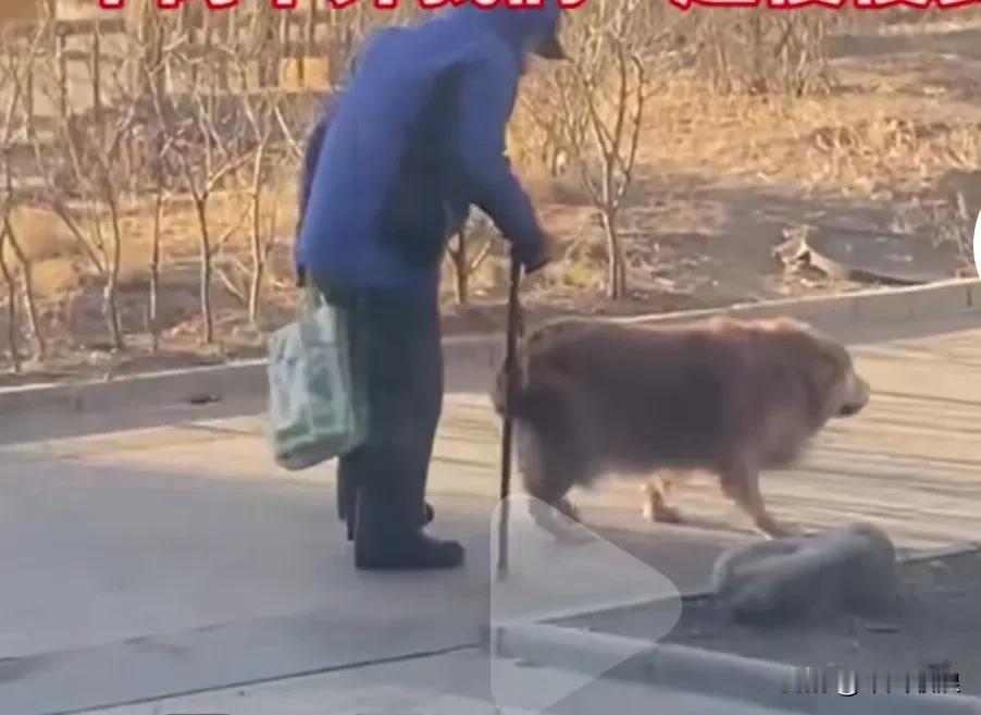 河南有一位老人，将金毛犬一手养大。老人走到哪儿，金毛犬就跟到哪儿。因为两者都已年