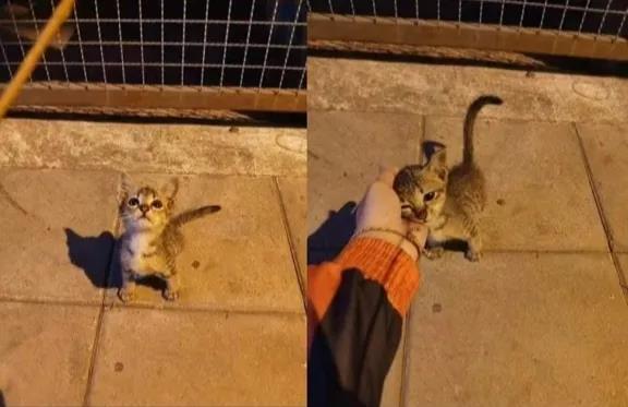 猫咪遇到心软的人，终于不用流浪了！