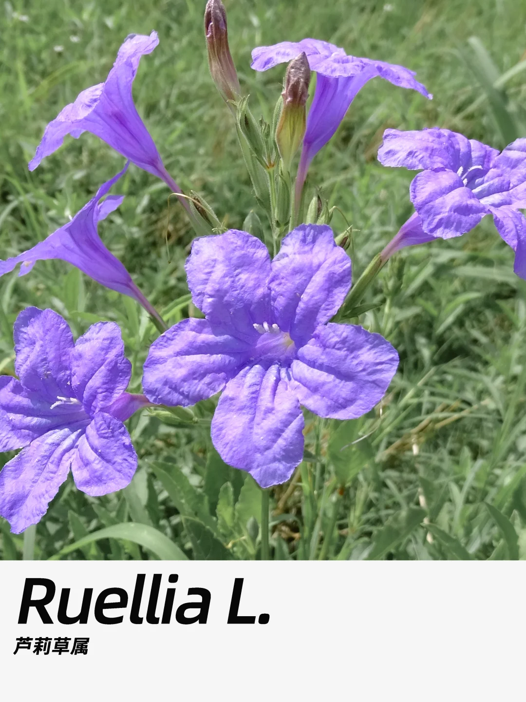 带你每天认识一种花材416｜芦莉草属