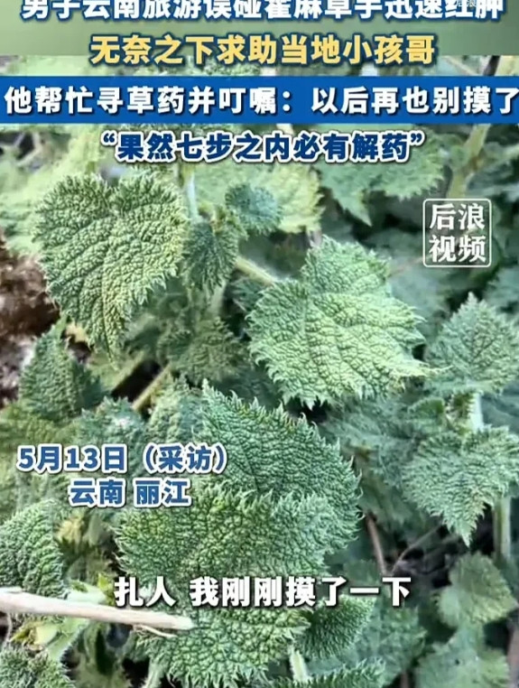 机智的小孩哥！5月13日，一名男子到云南丽江旅游时，因为没有见过霍麻草，出于好奇