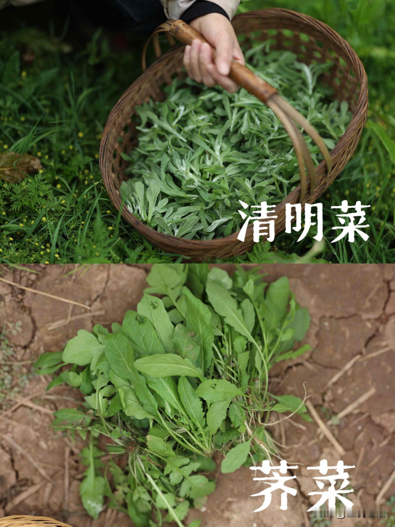 春来无事，就为野菜忙！春日的快乐，一半是挖野菜给的。折耳根、春笋、野小蒜、