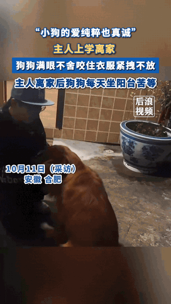 “万物皆有灵”！合肥男生与小狗的故事，藏着最动人的双向奔赴。五个月的朝夕相伴，一