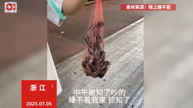 男子被知了吵得睡不着，抄起家伙去抓称饭店买一斤300元，网友：分明是会飞的黄金
