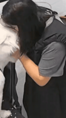 女子亲着一条白色的狗，亲的那么专注[捂脸哭]谁知道狗子却不认可生气的用尖利的牙