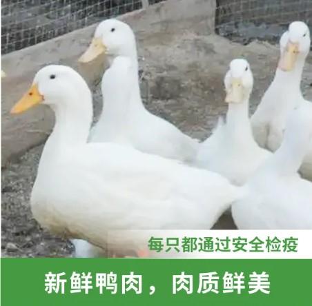 平时去菜市场买菜，相信很多人都有同一个疑惑：现在买一只新鲜活鸭，少说也要五六十块