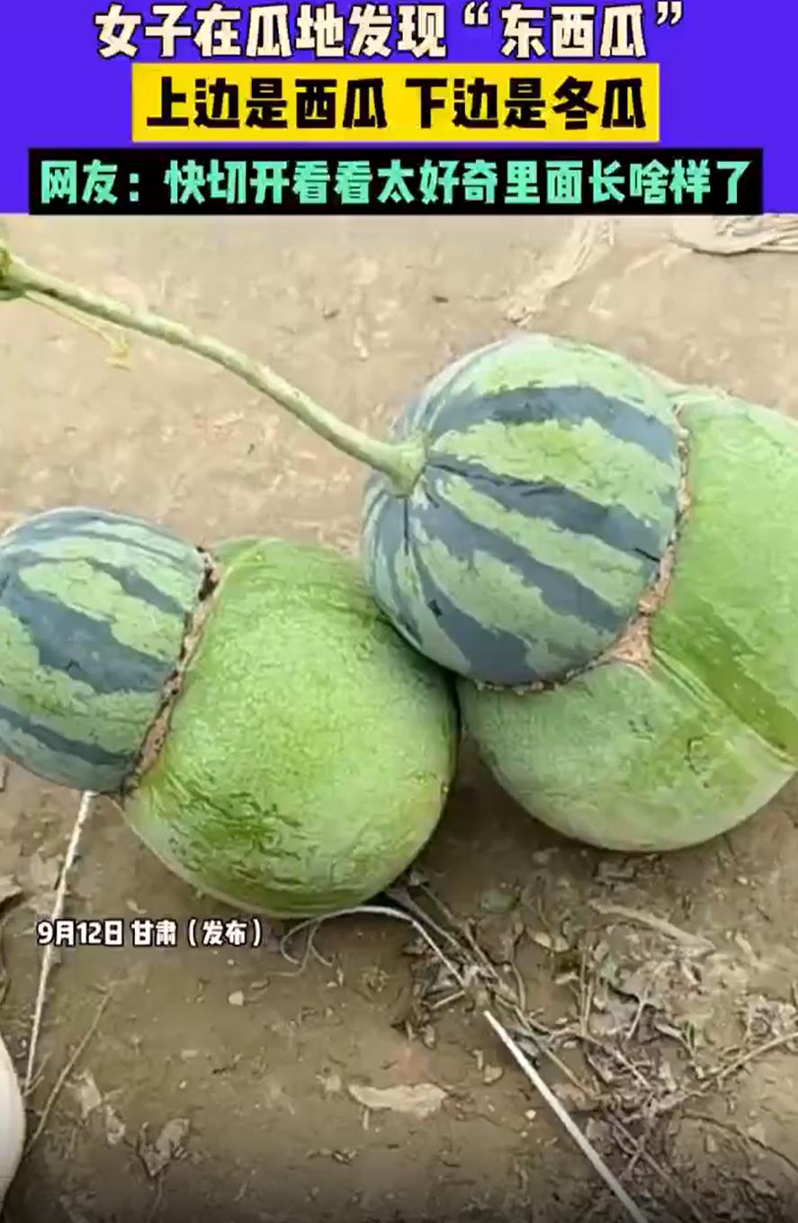 “彻底解释不清了！”甘肃，女子去自家瓜地里转悠，本打算摘个西瓜解解渴，却突然愣在