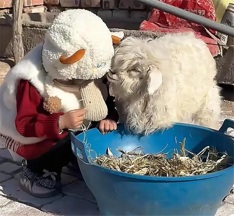 宁夏“戏精”小羊身价飙升近期，宁夏一只会“装死”的小羊成为现