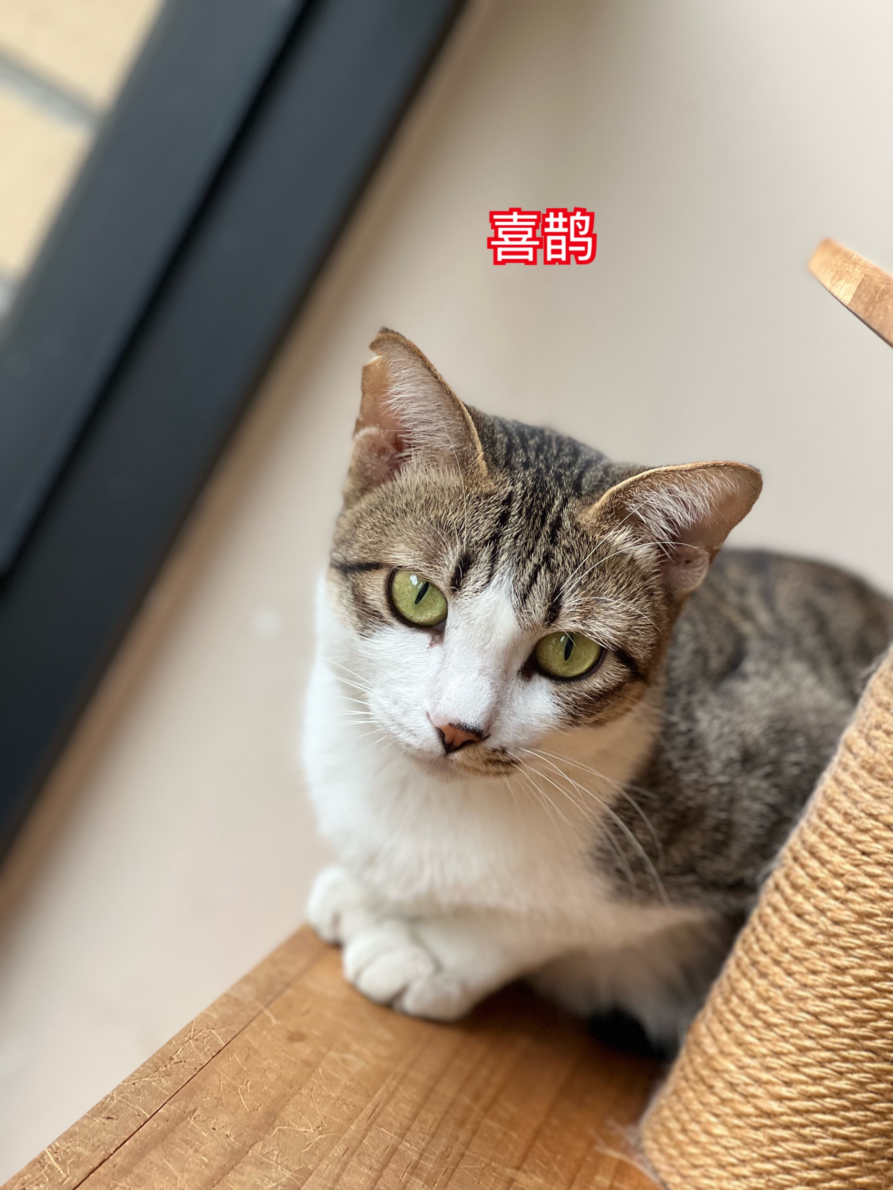 有朋友问流浪猫咪的耳标，是我每一个送医院的时候都会画张图，特别叮嘱医生按我画的图