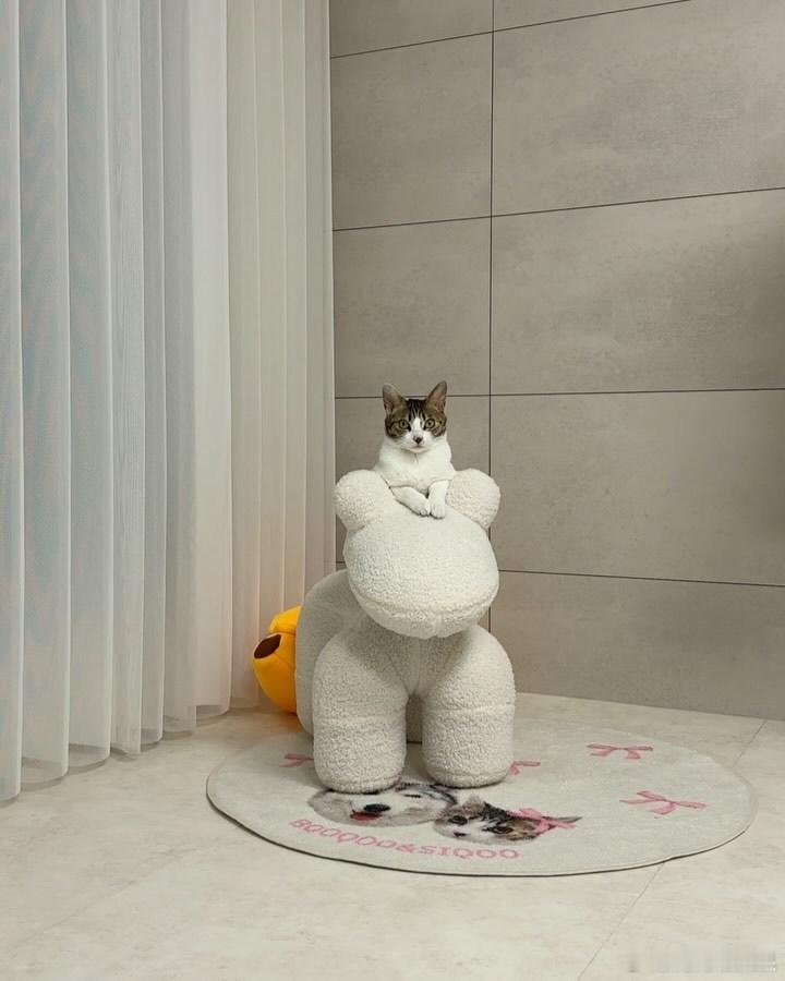 小猫咪的坐骑好可爱🐶cr：cuteboogoo​​​