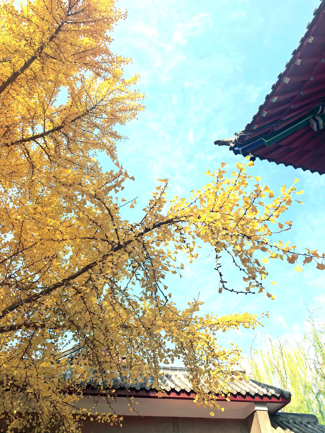 趵突泉对于泉城济南来说就是这座城市的灵魂，让北方城市有了江南的韵味